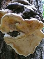 mushroom on a tree close-up