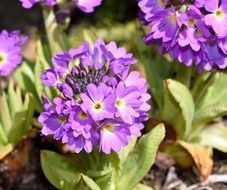 primrose drumstick flower