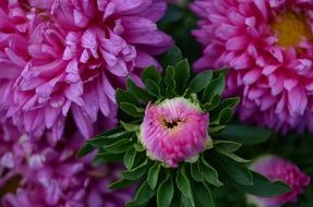 pink flowers macro