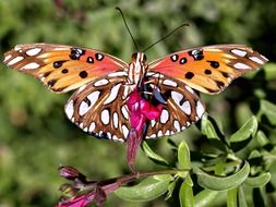 Beautiful colorful Monarch Butterfly in wildlife