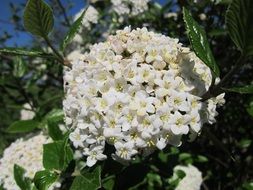 bloom viburnum