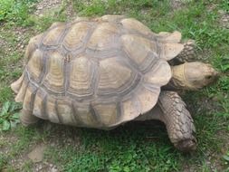 Beautiful, cute and colorful turtle on the green grass