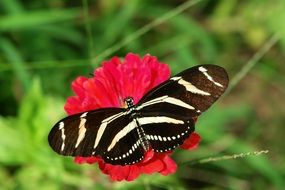 gorgeous butterfly on red flower macro