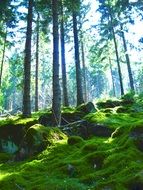green moss on stones at coniferous forest