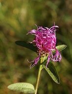 violet centaurea jacea flower blooming closeup