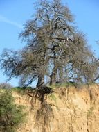 big tree on the edge of a cliff on a sunny day