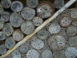 insect nesting