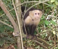 cute monkey on costa rica