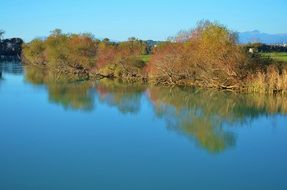 Fallen trees on a lake bank