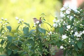 Little bird on a green plant with white flowers