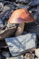 a mushroom under the stone