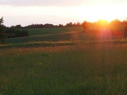 sunset over trees on the horizon of a green field