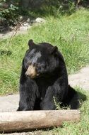 cute wild bear near balk