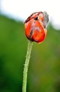 Close-up of the beautiful red closed poppy bud