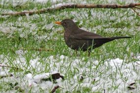 Black bird on a snowy grass