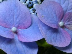 hydrangea flower macro