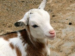 portrait of kid goat