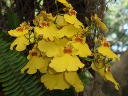 yellow orchid flowers