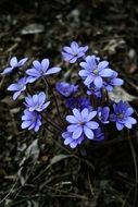 blue small flowers in a dark forest close-up