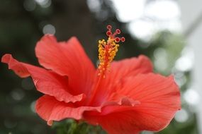 beautiful red hibiscus flower