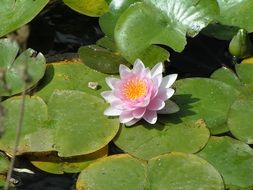 pink lotus and shiny green leaves in a pond
