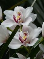 white orchids closeup