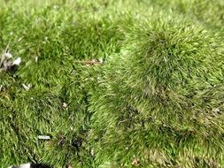 green moss as a carpet