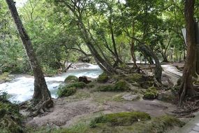 river between trees in mexico