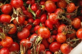 a lot of hawthorn fruit