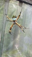 big yellow spider on the web