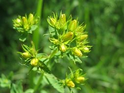 wild hypericum perforatum closeup