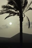 sunset palm tree silhouette