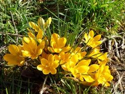Bushes of yellow crocuses in the garden