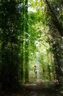 rider in the mystical Sunny forest