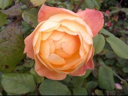 peach color rose flower closeup