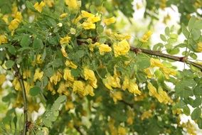 Yellow acacia tree close-up on blurred background