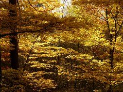 golden october in the forest