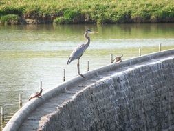 great blue heron on the dam