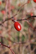 red berries of a wild rose in winter