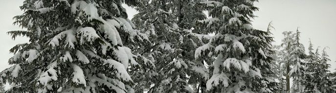 snow on trees in a coniferous forest