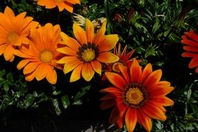 orange flowers on the bush close-up