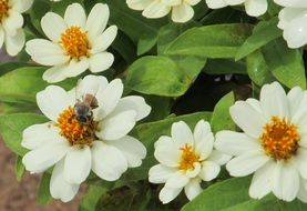 bee on a white flower collects pollen