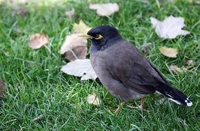 wild black bird on a green lawn