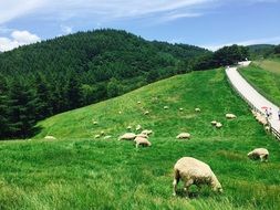 landscape of a flock of white sheep in a pasture along the road at Daegwallyeong-myeon