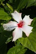 hibiscus under the bright sun