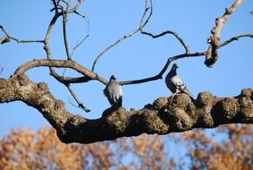 birds on the tree in the cristina enea park