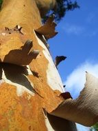 the tree loses bark