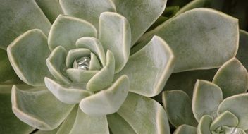 succulent green plant on a rock