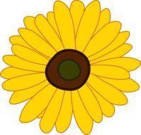 splendiferous sunflower drawing