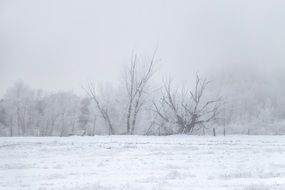 landscape of cold winter in a forest